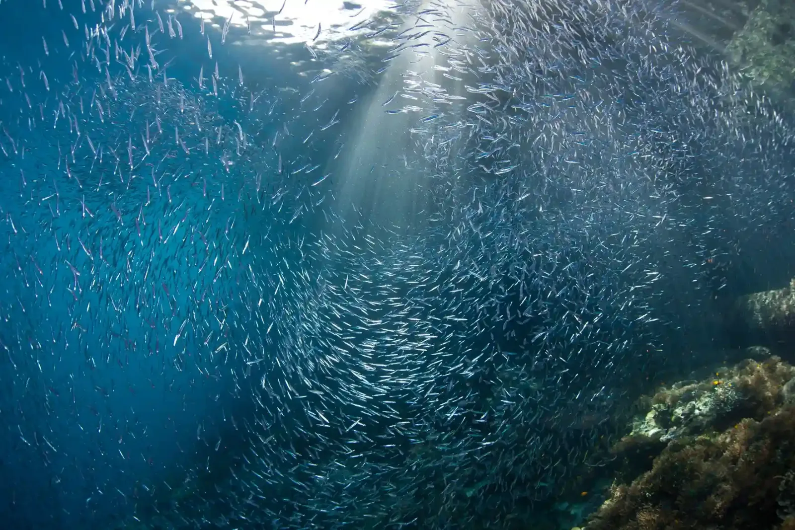 A baitball over the reef at Batu Bolong