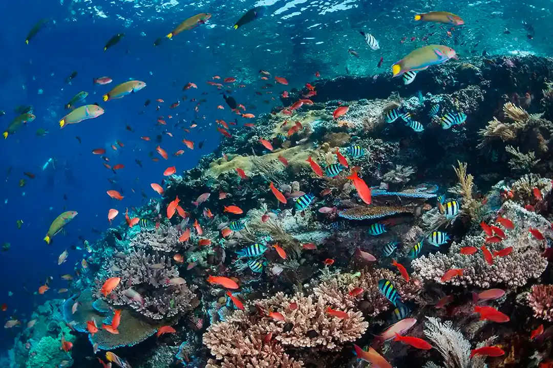 Reef life at Batu Bolong