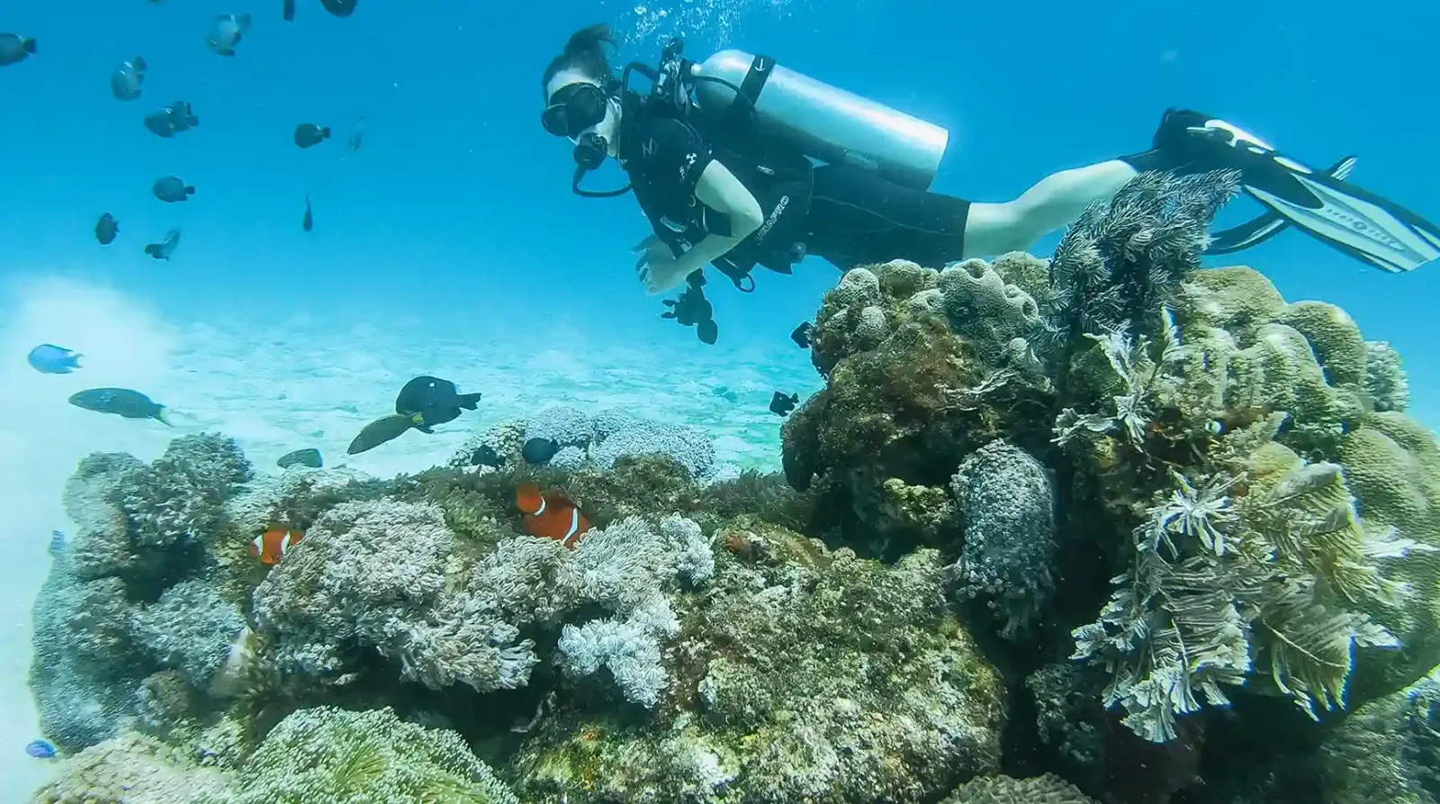 A diver above hard coral