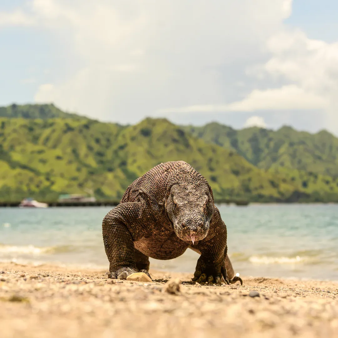 A Komodo dragon on open ground near the shore