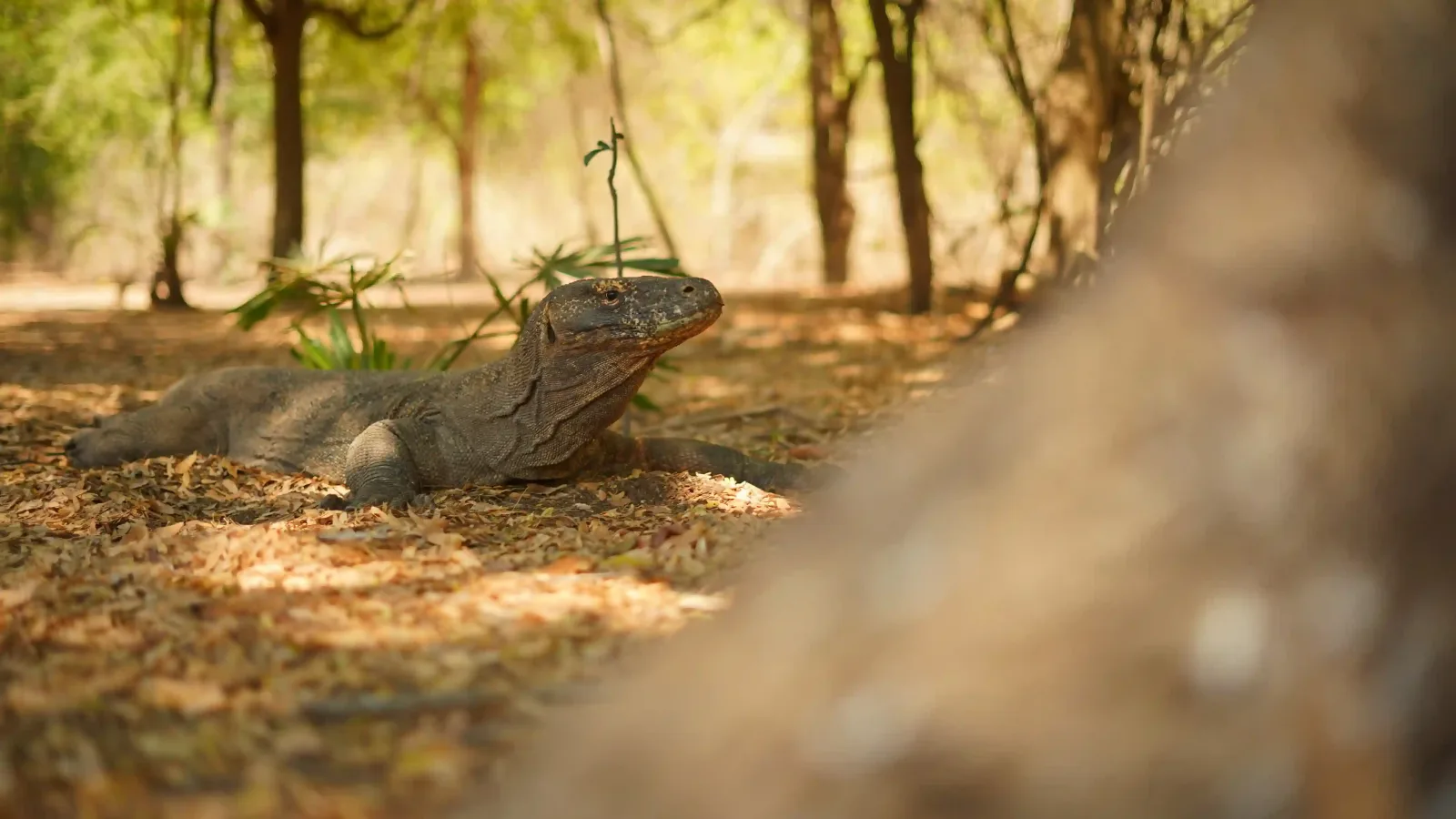 A Komodo dragon in dry forest
