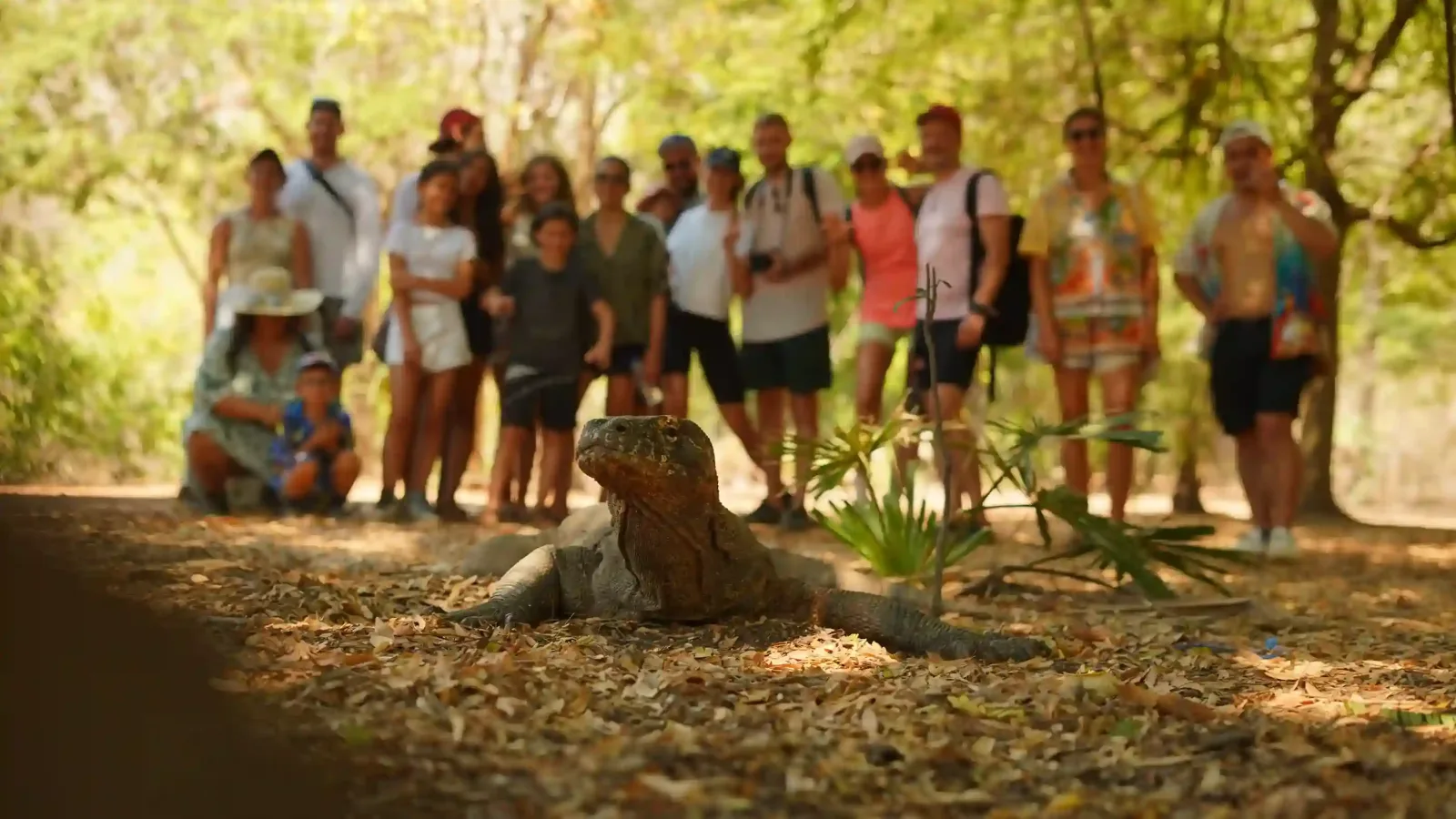 Guests photographed at a distance from a Komodo dragon