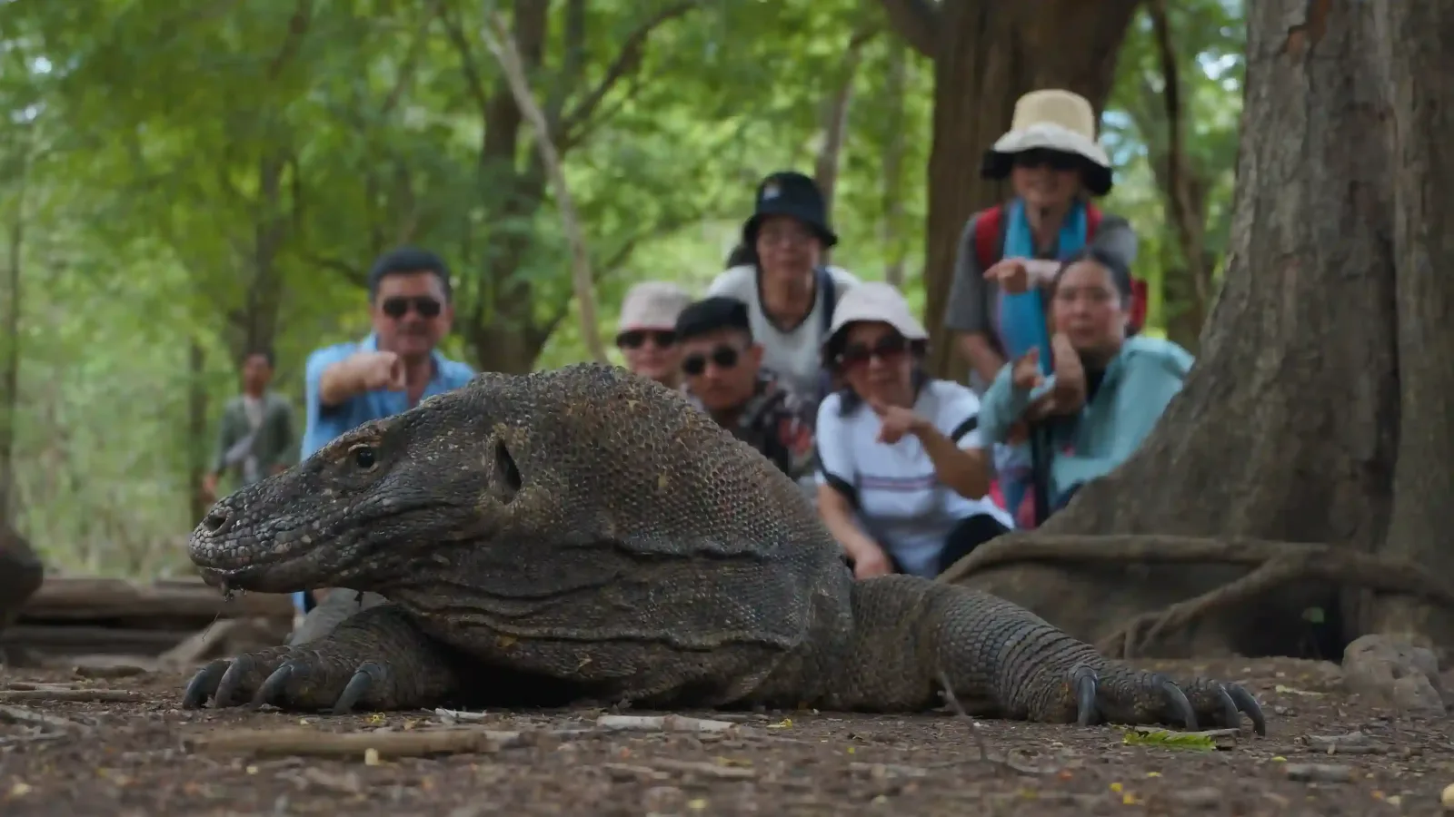 A Komodo dragon with guests and a ranger behind
