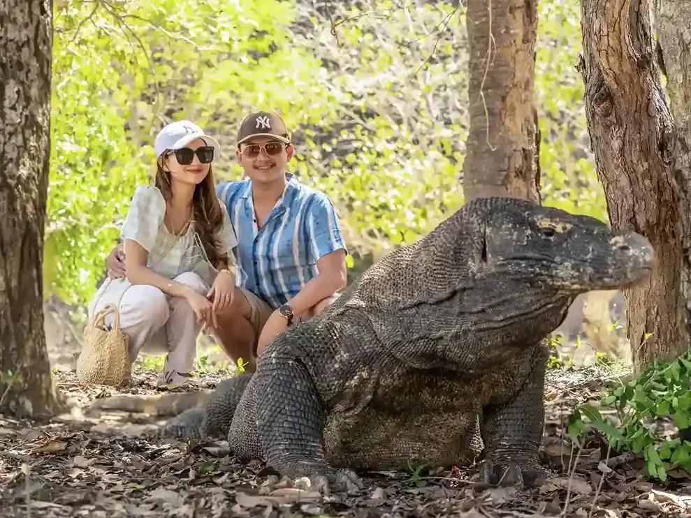 Guests beside a Komodo dragon with a ranger present