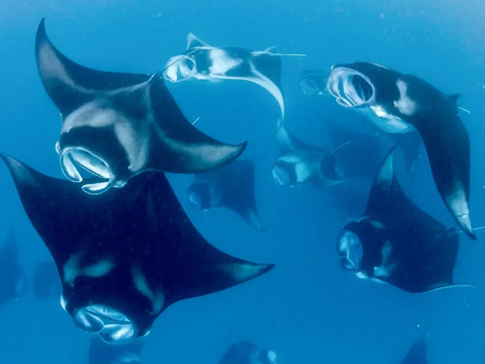 Manta rays in formation