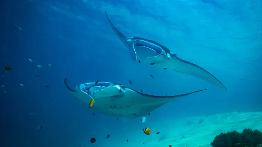 Manta rays over Makassar Reef