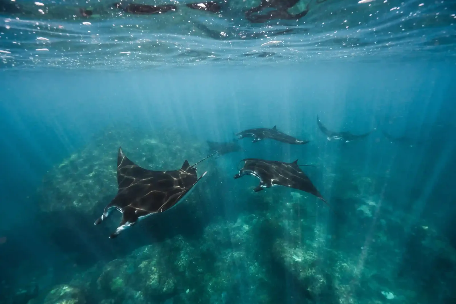 A pair of manta rays in the shallows