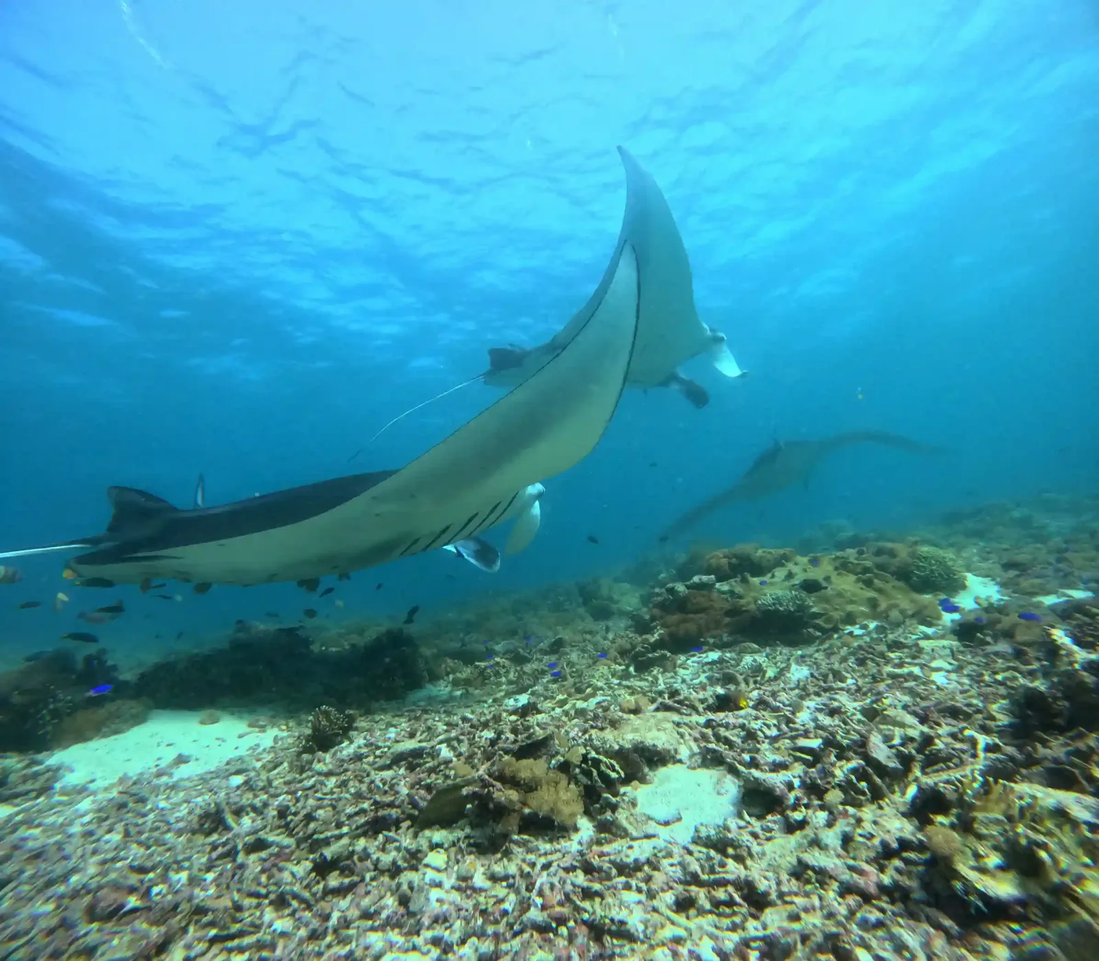 A manta ray over the reef