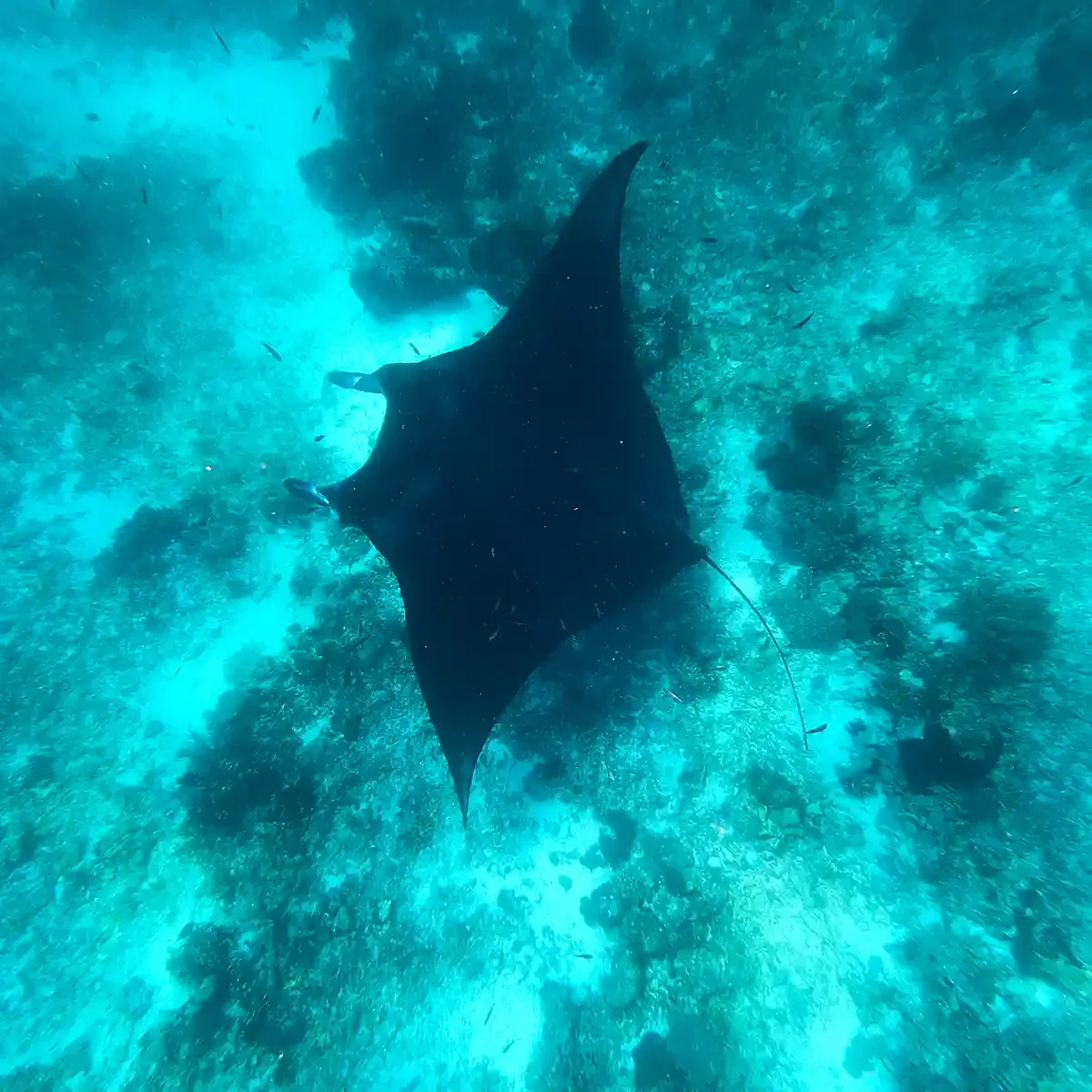 A manta ray casting its shadow on the sand