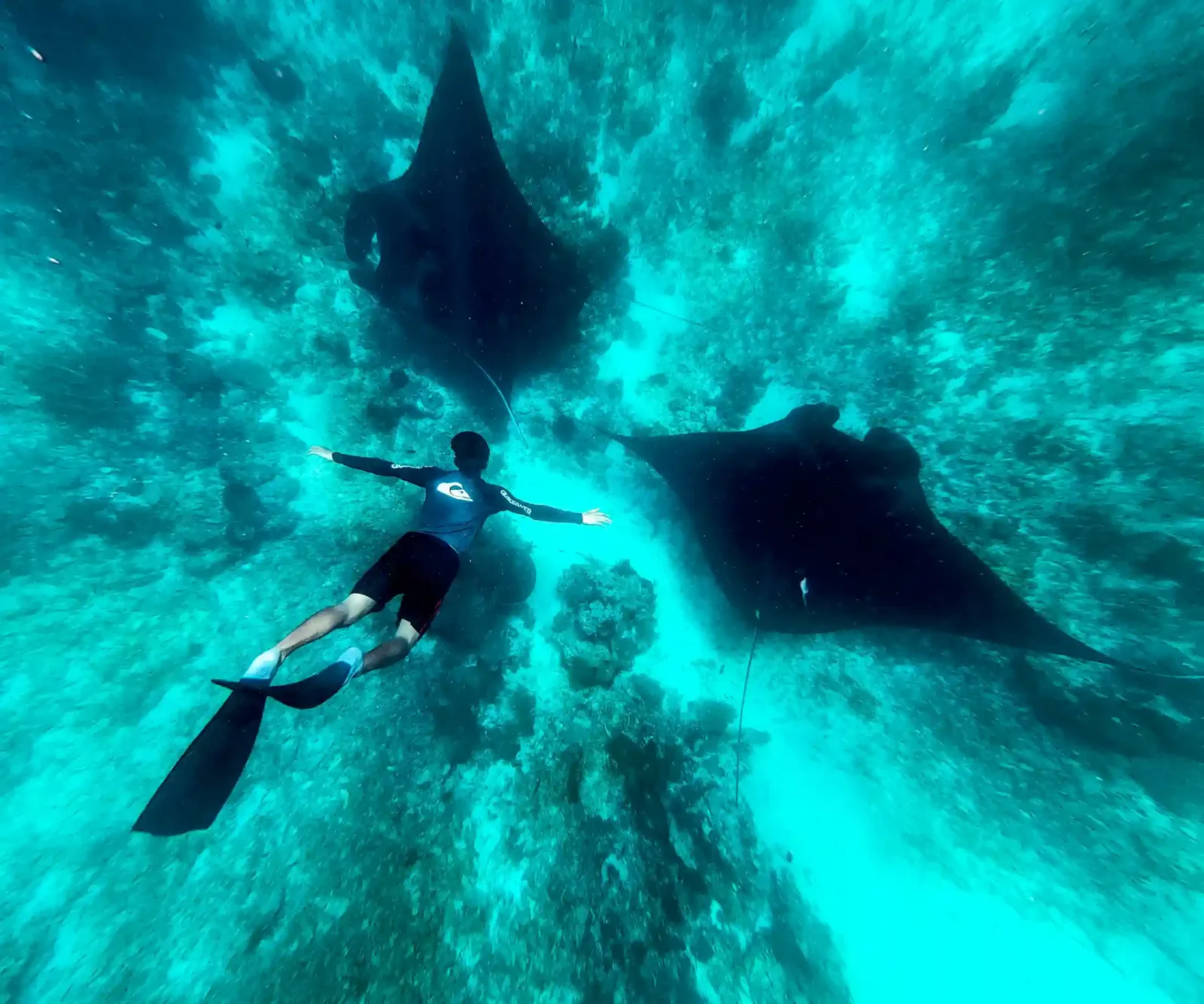 A snorkeller above a manta ray