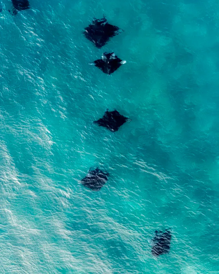 Three manta rays in turquoise water