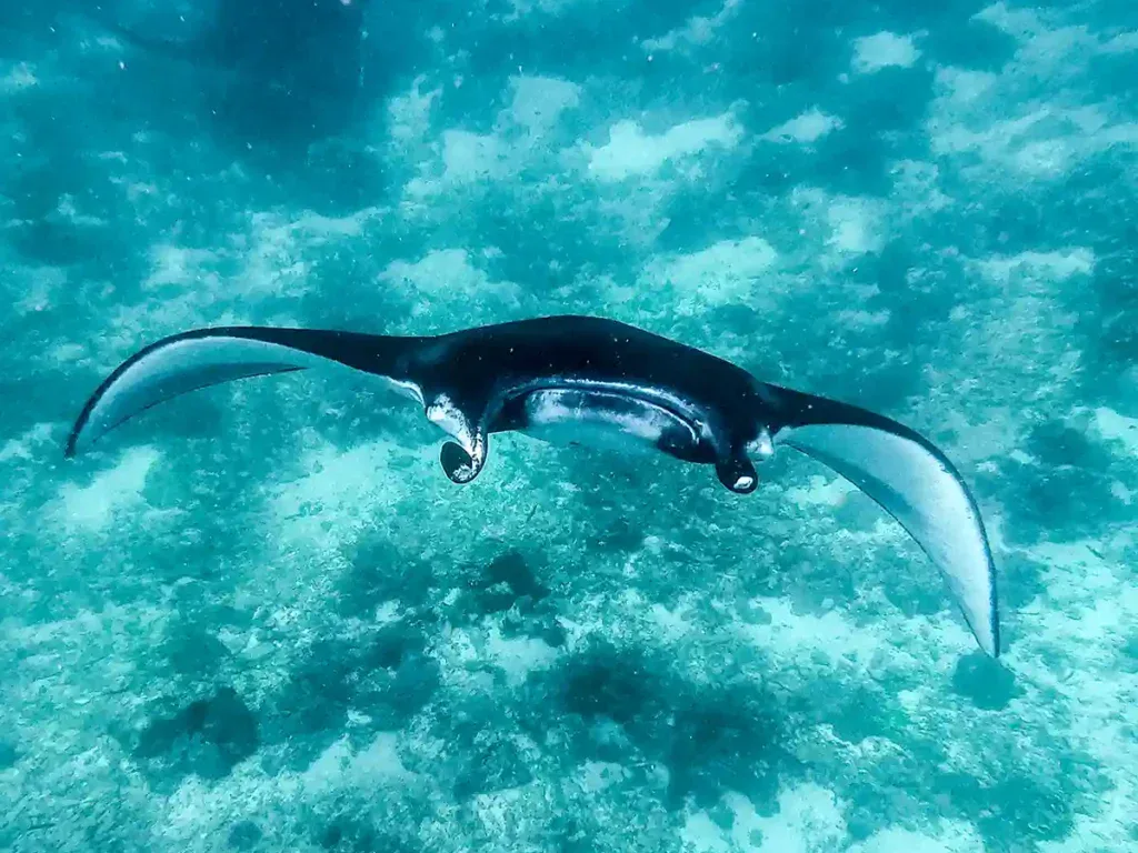 A manta ray with wings spread