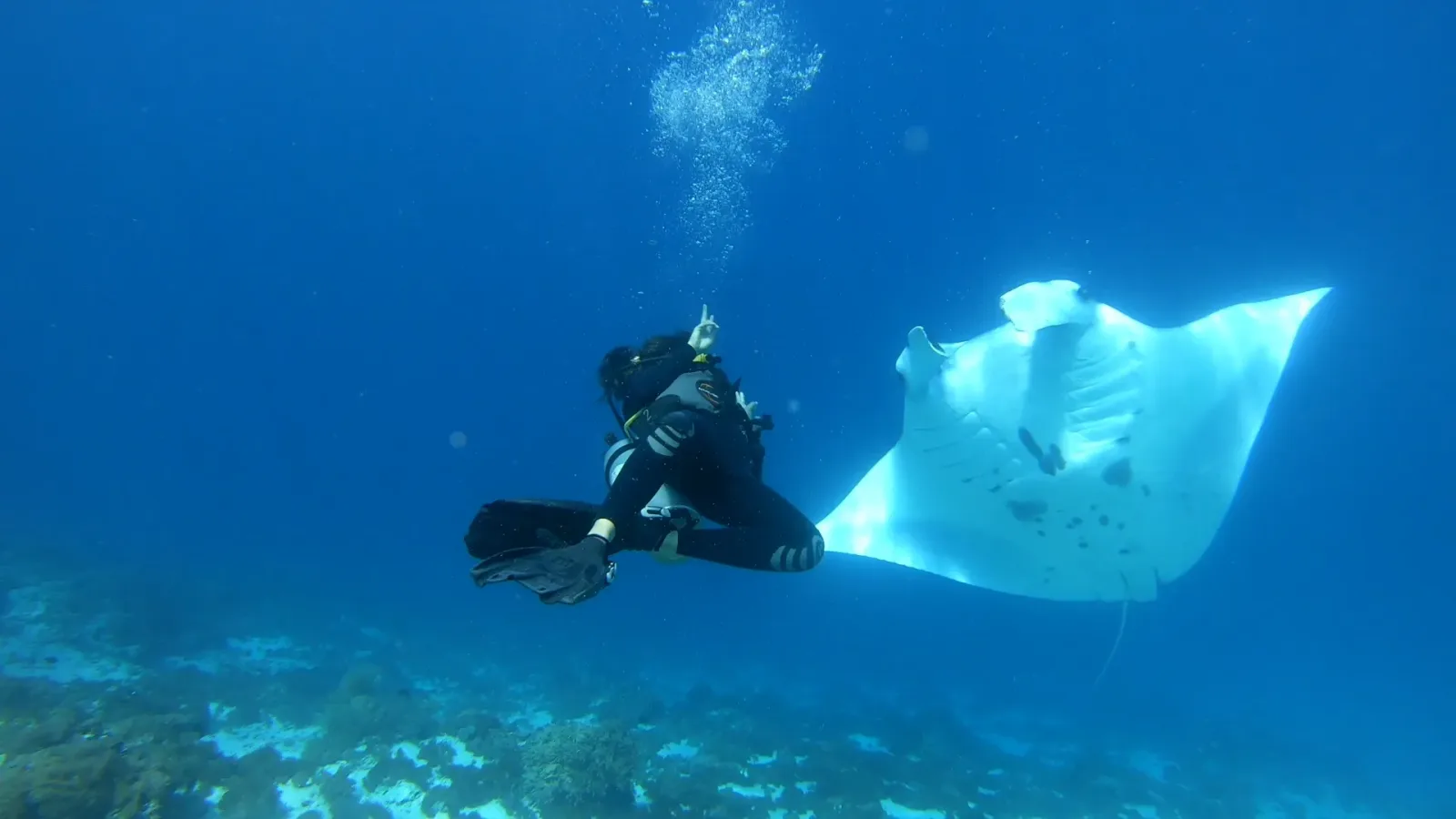 A diver alongside a manta ray