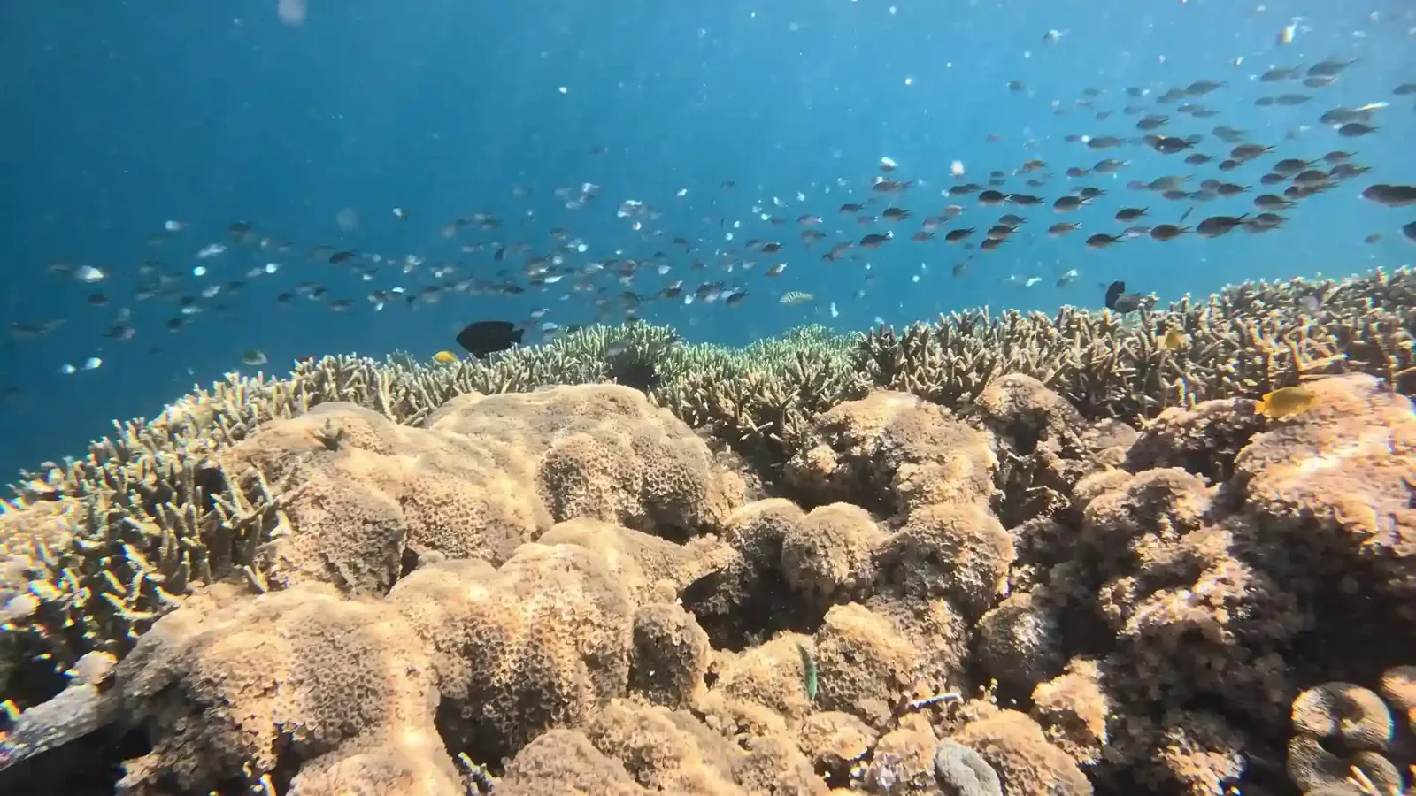 A shallow coral garden