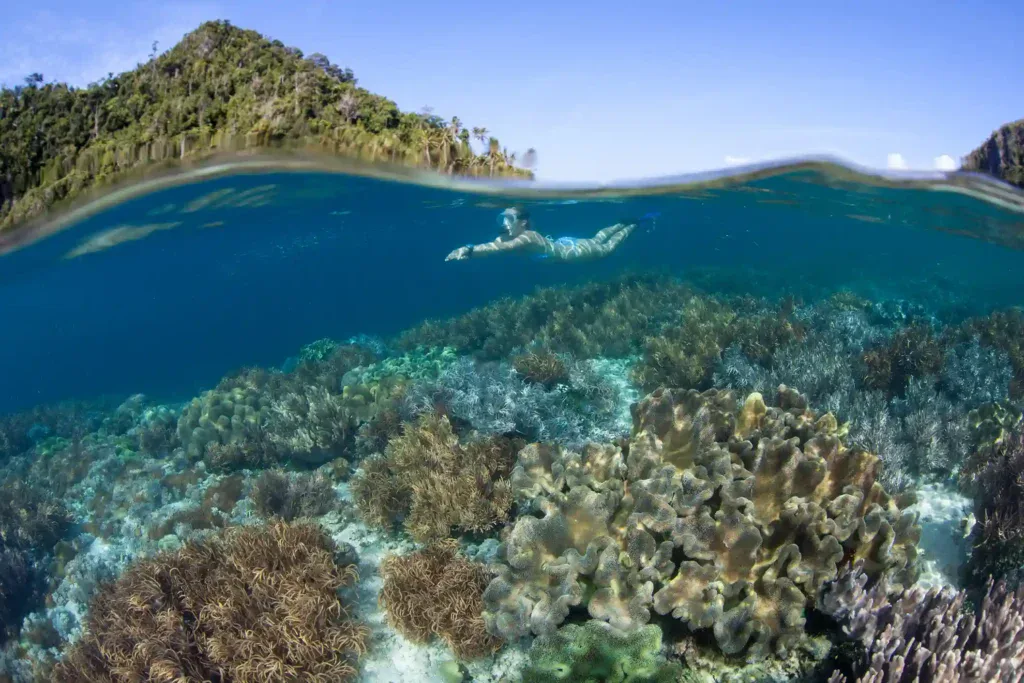 Split-level view of the reef at Sebayur Island