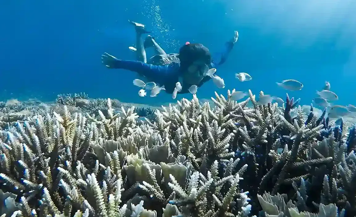 A snorkeller above a coral garden